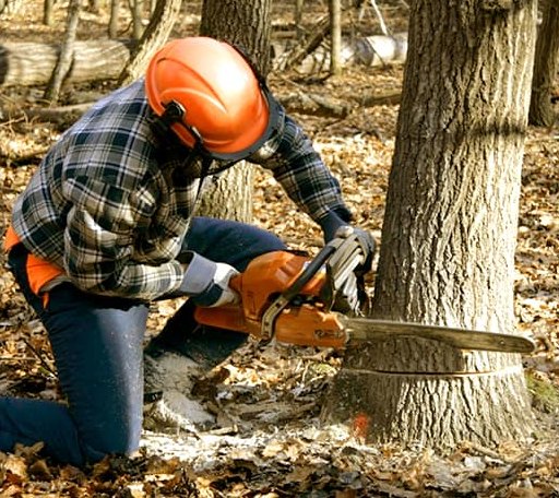 Tree Removal in Miami, TX